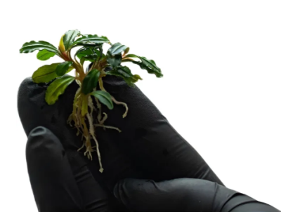 Буцефаландра Ценная, шт